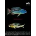 Cichlids The Pictorial Guide Vol1