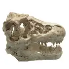 Aquarium dinosaurus T-rex schedel.