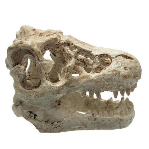 Aquarium dinosaurus T rex schedel.