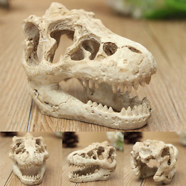 Aquarium dinosaurus T-rex schedel.