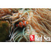 Red Sea Max S-Serie 650 Wit aquarium + meubel