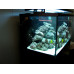 Red Sea Max S-Serie 500 Zwart aquarium + meubel